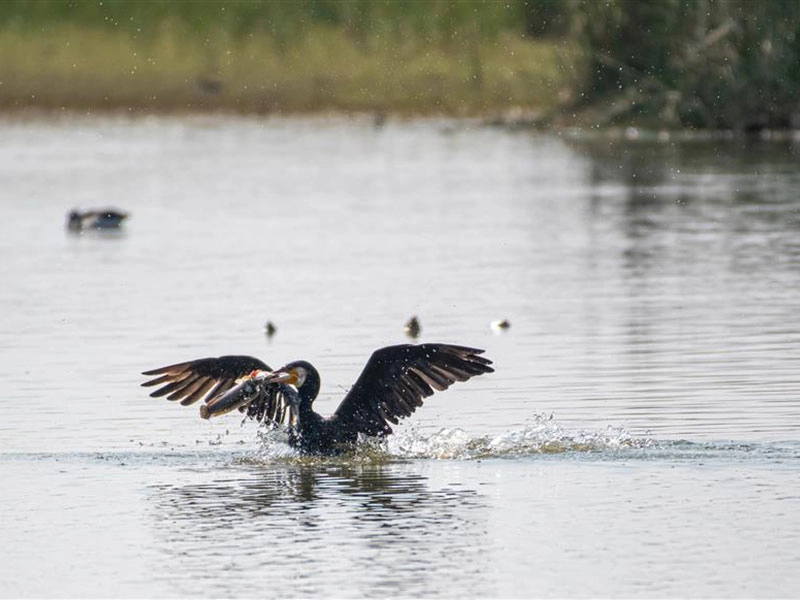 Hindustan Zinc Limited